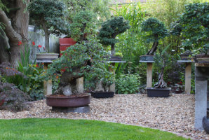 elm bonsai
